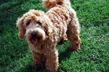 alberta labradoodle breeder