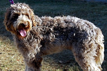 alberta labradoodle puppies