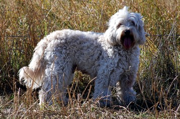 alberta labradoodle breeder