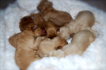 alberta labradoodle