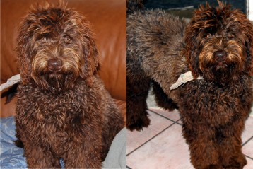 alberta labradoodle puppies