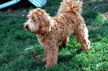 alberta labradoodle