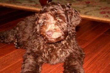 alberta labradoodle